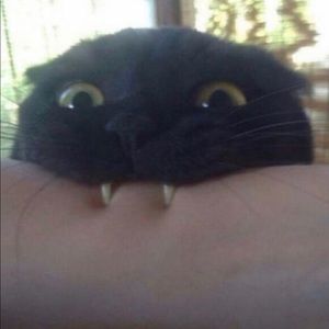 Meet your Posher, Mackie